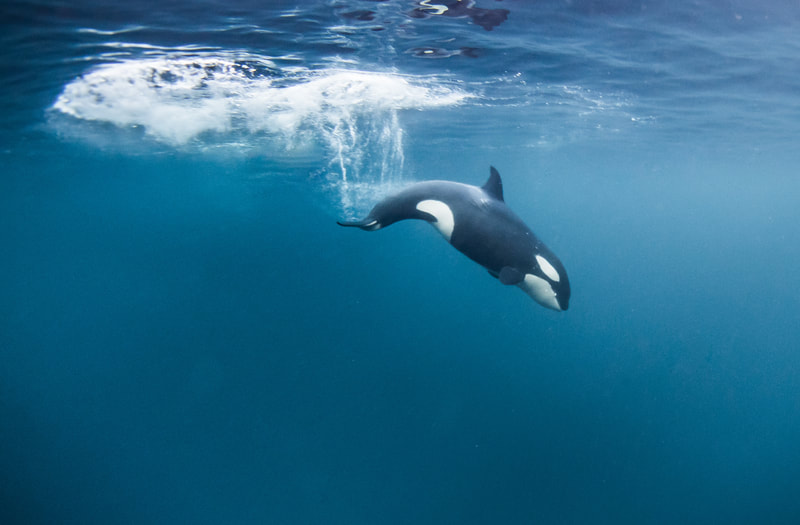 Baby Blues - by Edgar Pacific Photography, David Edgar. Baby orca (killer whale) swimming by diver in Arctic, Norway.