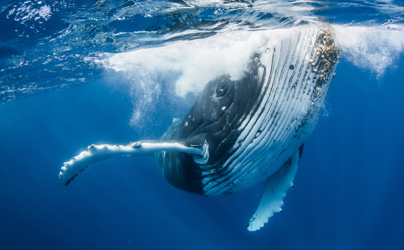 A Playful Pose - by Edgar Pacific Photography, David Edgar. Humpback whale photography