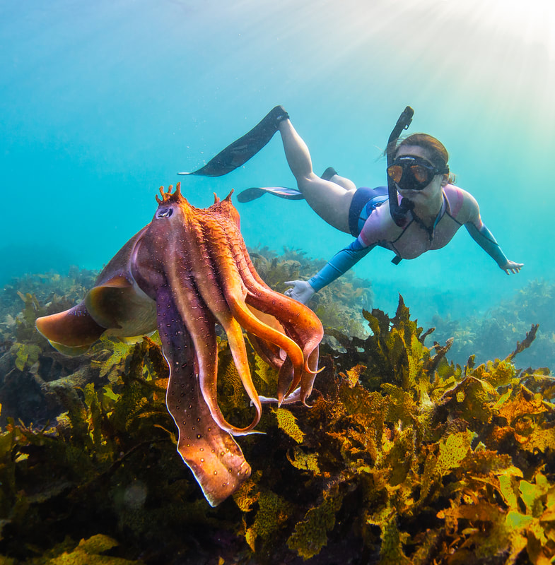 Balance - by Edgar Pacific Photography, David Edgar. Giant Cuttlefish and freediver in Cabbage Tree Bay, Manly Beach, Australia.