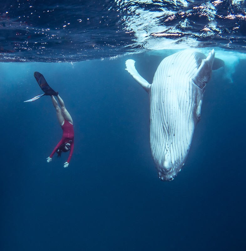 Celebration - by Edgar Pacific Photography, David Edgar. Freediver dancing underwater with humpback whale, Tongapatu, Tonga.