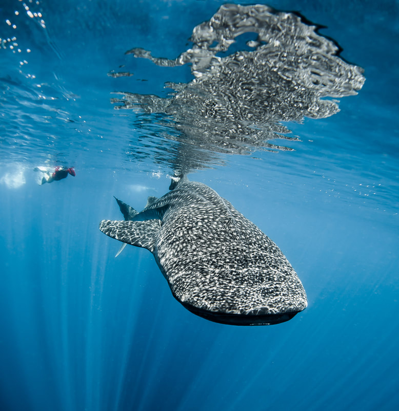 Chasing the Limelight - by Edgar Pacific Photography, David Edgar.  Freediving swimming along side a whale shark. Puerto Princessa, Philippines. 