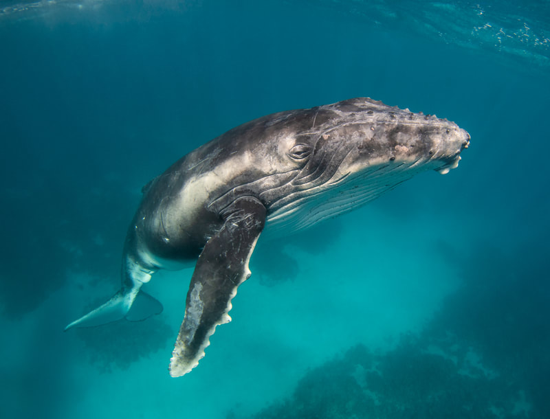 Chippy - by Edgar Pacific Photography, David Edgar. Chippy, the humpback whale swims by diver in Tongapatu, Tonga.