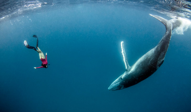 Come Fly with Me - by Edgar Pacific Photography, David Edgar. Freediver dances with humpback whale underwater in Tongapatu, Tonga.