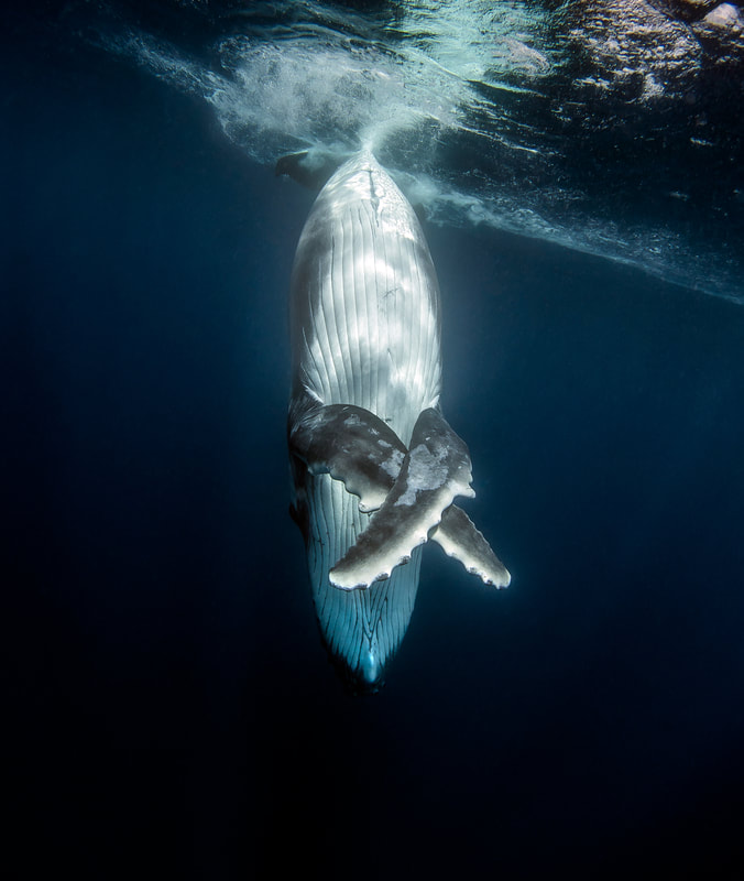 Cross my Heart - by Edgar Pacific Photography, David Edgar. Humpback whale calf swims in front of diver and dances in Tongapatu, Tonga. South pacific 