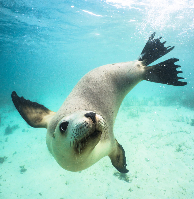 Curiosity - by Edgar Pacific Photography, David Edgar. Sea Lion checking out freediver underwater, South Australia, Adelaide.