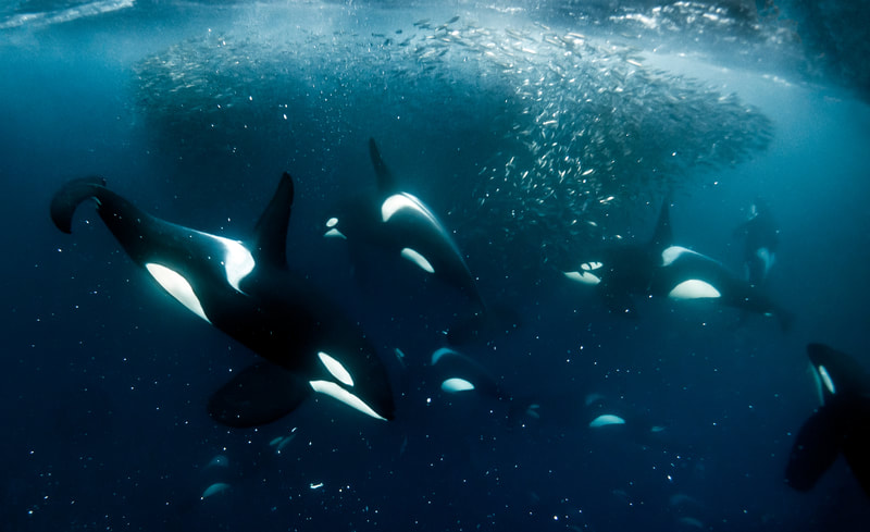 Dinner TIme - by Edgar Pacific Photography, David Edgar. Group of Killer Whales (Orca) group herring together in Arctic, Norway.