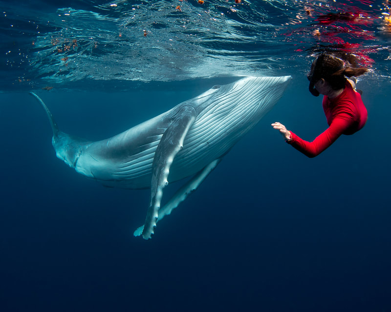 Eye to Eye - by Edgar Pacific Photography, David Edgar. Playful humpback whale calf and freediver, Tonga, South Pacific Ocean.