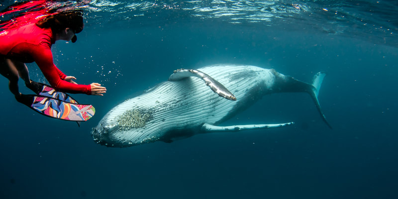 Eyes Locked - by Edgar Pacific Photography, David Edgar. Playful humpback whale calf swims towards diver - south pacific ocean