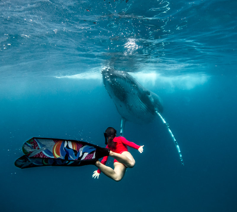 Face to Face - by Edgar Pacific Photography, David Edgar. Freediver and humpback whale dancing in south pacific ocean