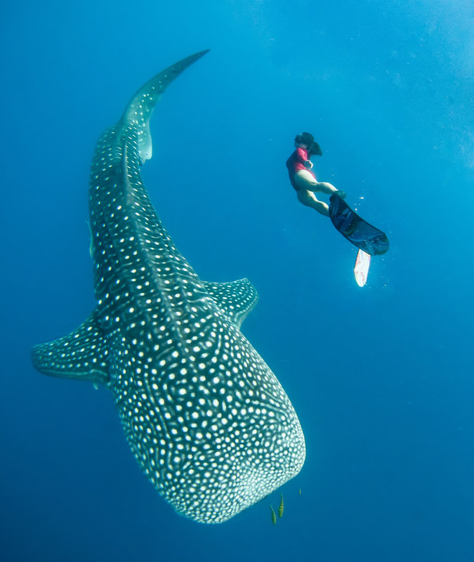 From the Drop - by Edgar Pacific Photography, David Edgar. Freediver dancing with whale shark, Puerto Princessa Phillippines